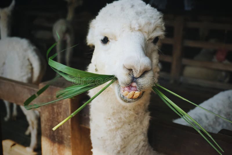 Alpaca chewing stock photo. Image of head, grass, coat 88406298
