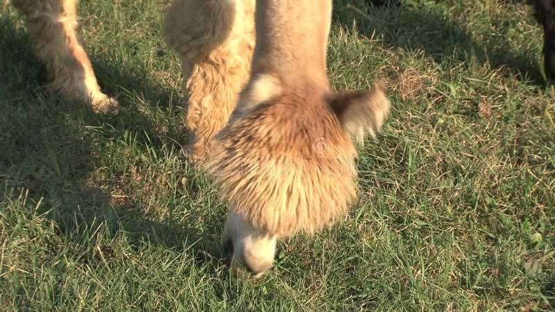 Alpaca die gras eet