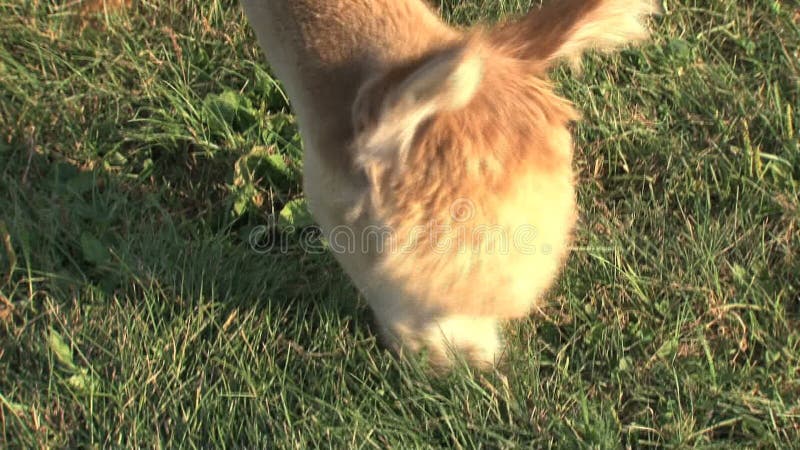 Alpaca die gras eten bij een landbouwbedrijf in Canada