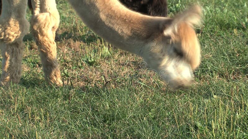 Alpaca die gras eten bij een landbouwbedrijf in Canada