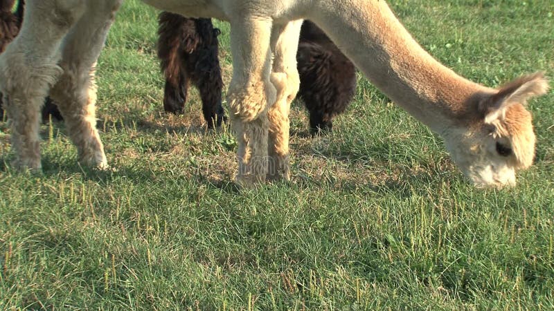 Alpaca die gras eten bij een landbouwbedrijf in Canada