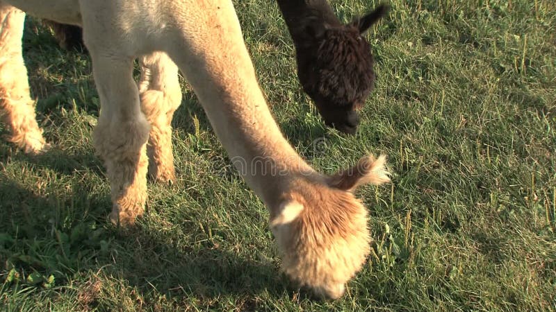 Alpaca die gras eten bij een landbouwbedrijf in Canada