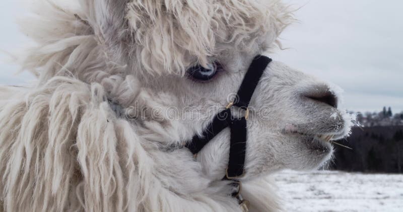 Alpaca die gras eten in het bos