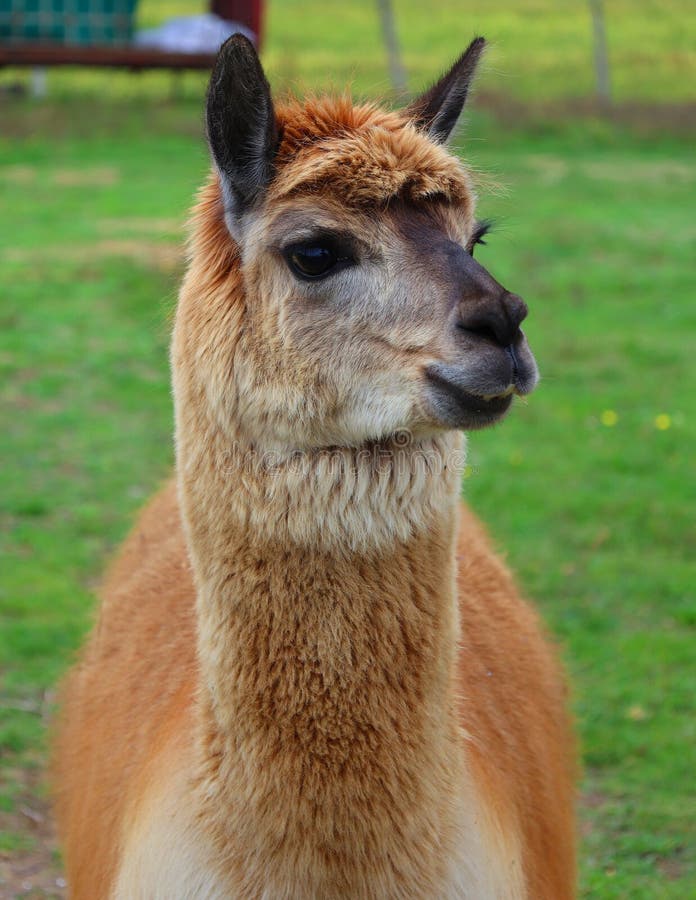 Alpaca is a Domesticated Species of South American Camelid. Stock Image - Image of baby, ears: 232206907 Alpaca is a Domesticated Species of South American Camelid. Stock Image - Image of baby, ears: 232206907