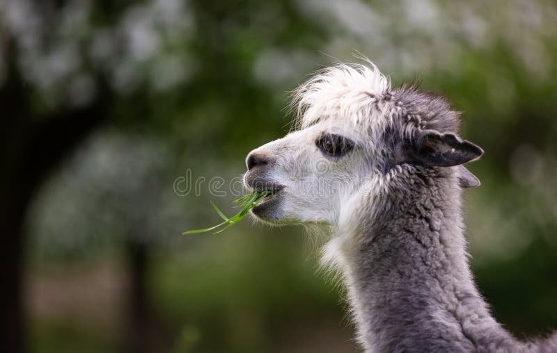 Alpacas eating grass stock image. Image of breeding 150406457