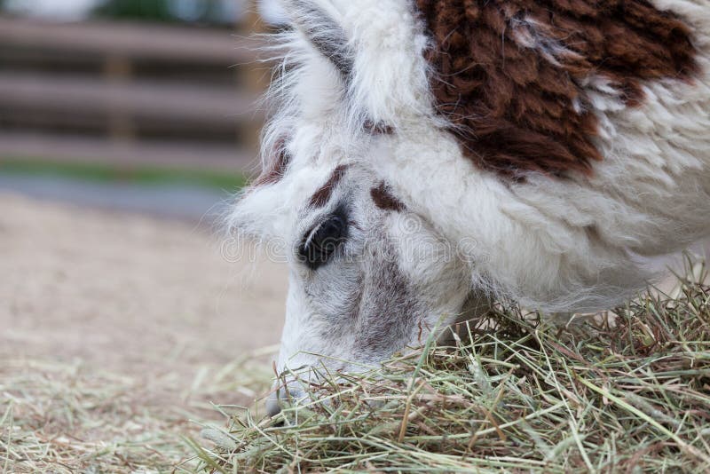 Alpaca Eating Hay at Farm Closeup Stock Image Image of mammal