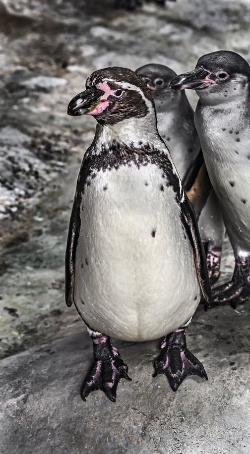 Peruvian Penguin 1 Stock Photos - Free & Royalty-Free Stock Photos from