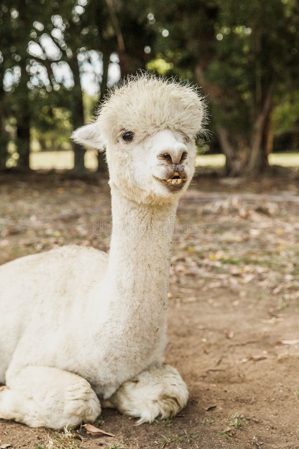 Alpaca on Natural Background, Llama on a Farm, Domesticated Wild Animal Cute  and Funny with Curly Hair Used for Wool Stock Photo - Image of lama, animal:  243373190
