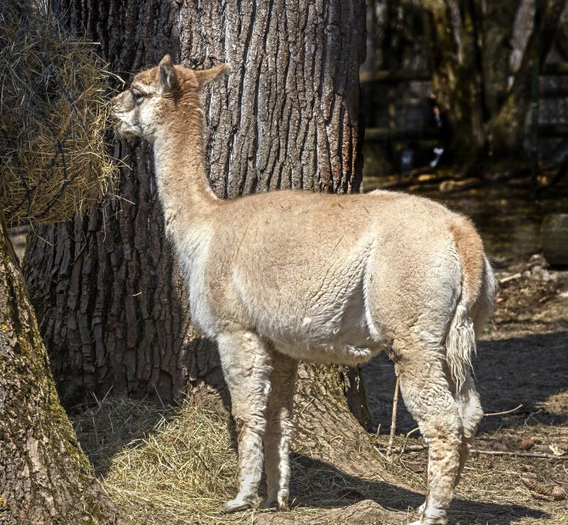 Alpaca que come el heno imagen de archivo Alpaca que come el heno imagen de archivo
