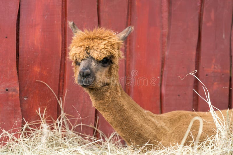 Alpaca ruminante sudamerico addomesticato fotografie stock libere da diritti