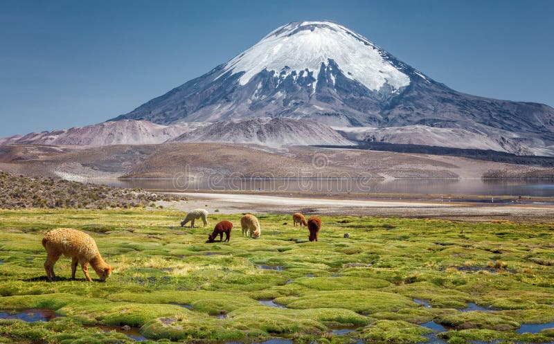 Alpaca`s Vicugna pacos grazing on the shore of Lake Chungara a stock photography Alpaca`s Vicugna pacos grazing on the shore of Lake Chungara a stock photography