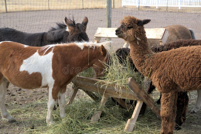 Alpaca Shares Hay Bin with Mini Horses and Burros Stock Photo Image