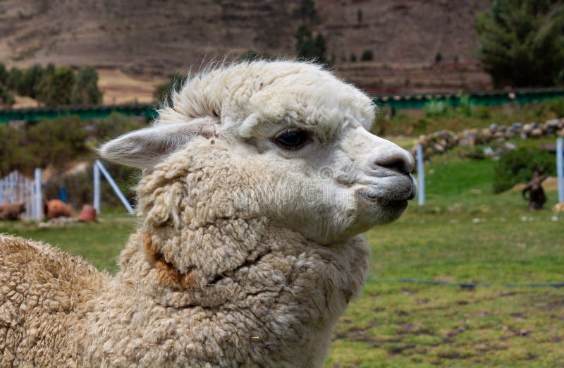 Peru Woman Baby Alpaca Stock Photos - Free & Royalty-Free Stock Photos from  Dreamstime