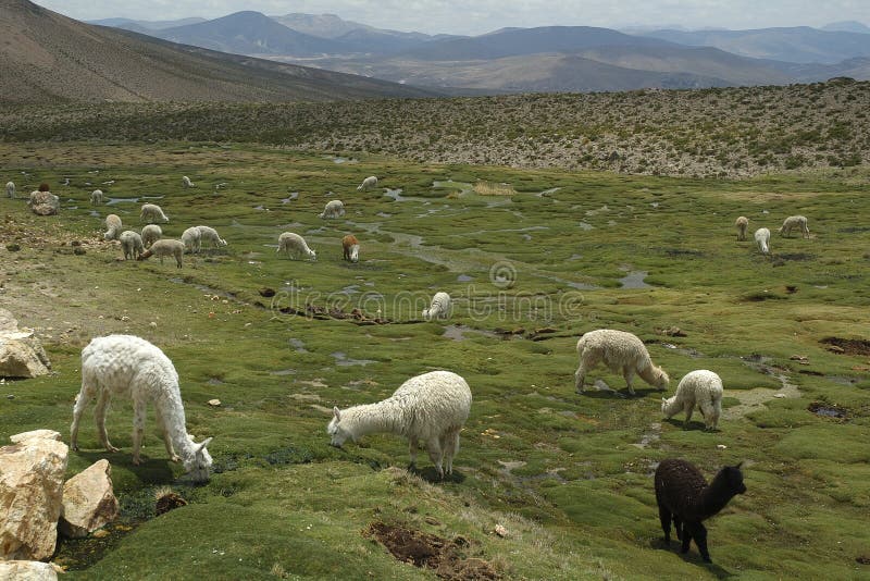 Alpaca su un campo di erba nelle montagne