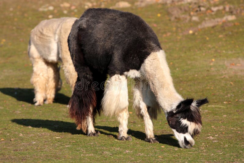 Alpaca (Vicugna pacos syn. Lama pacos)