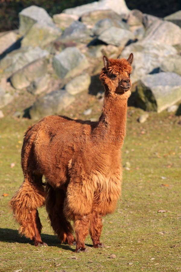 Alpaca (Vicugna pacos syn. Lama pacos)