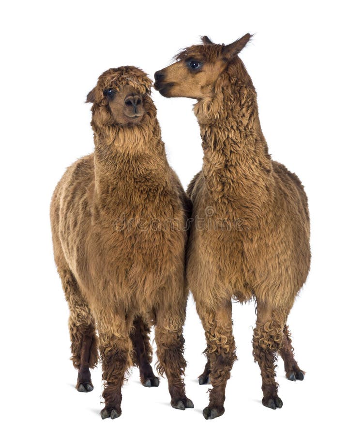 Alpaca whispering at another Alpaca s ear