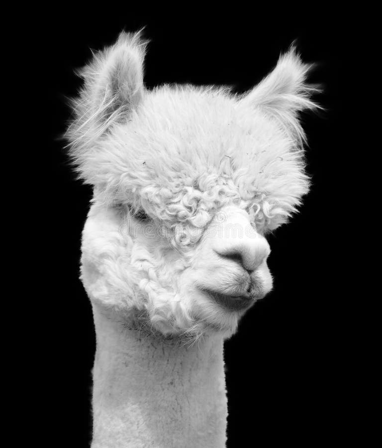 Alpaca è una specie addomesticata di camelide sudamericano. assomiglia a un piccolo lama nell'appearancealpacas, che viene tenuto in mandrie che pascolano sulle altezze delle ande del perù meridionale.