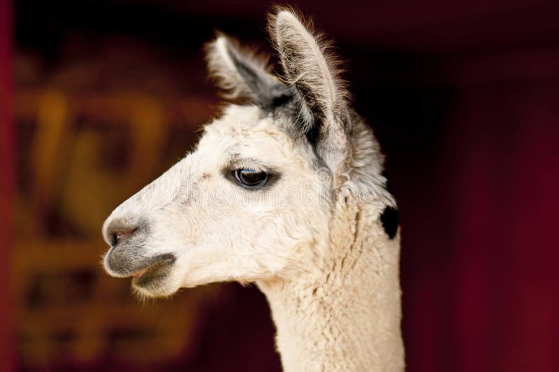 alpacapacosvicugna arkivbilder alpacapacosvicugna arkivbilder