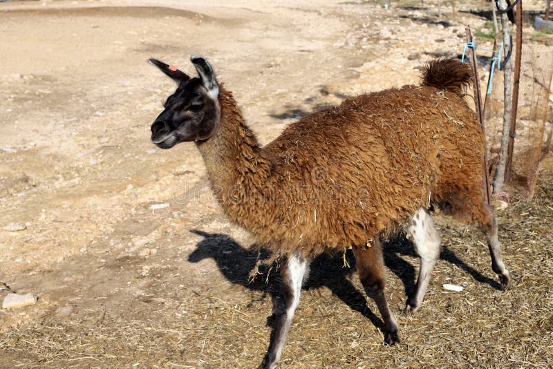 Alpacas - a Cloven-hoofed Animal Lives on a Farm in the Negev Desert Stock Image - Image of wool, alpaki: 162889997 Alpacas - a Cloven-hoofed Animal Lives on a Farm in the Negev Desert Stock Image - Image of wool, alpaki: 162889997