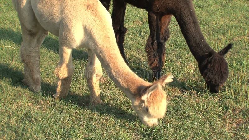 Alpacas die gras eten