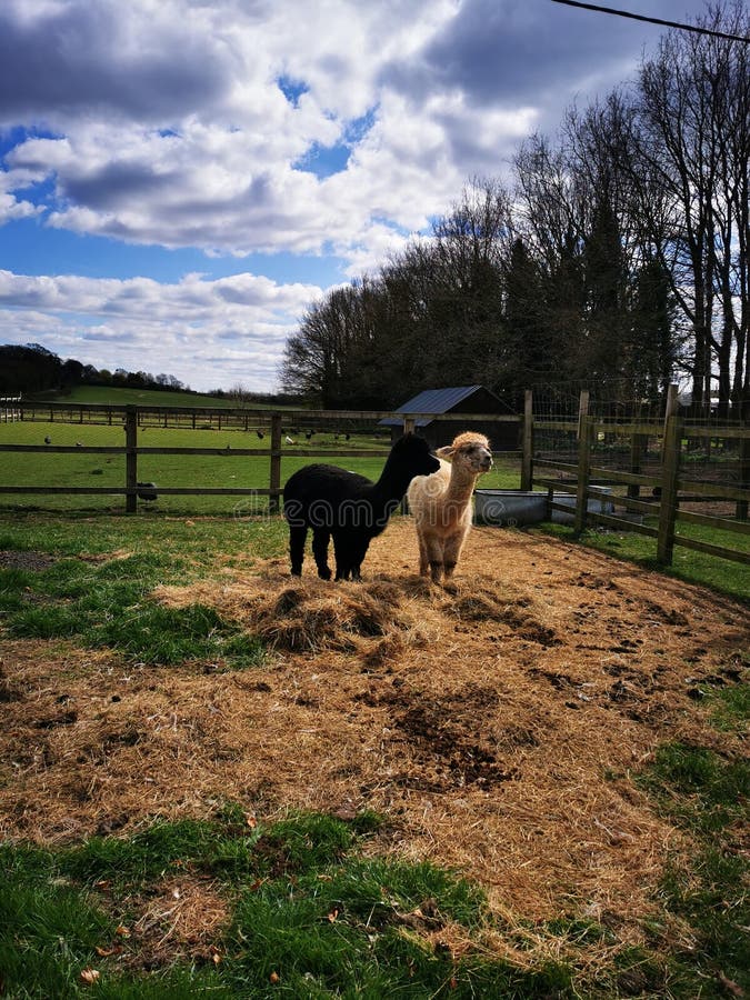 Alpacas eating hay stock image. Image of farm, landscape 216950975