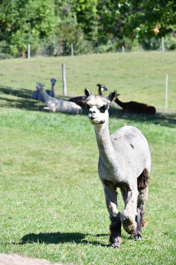 Alpacas at the farm stock photo. Image of nature, mammal 137773744