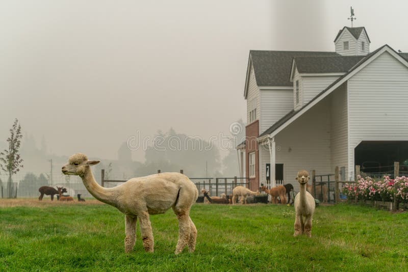 Alpacas on a Farm in Oregon Stock Photo Image of wildflowers