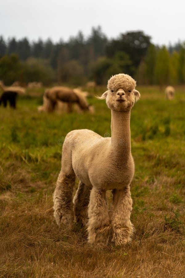 Alpacas on a Farm in Oregon Stock Photo Image of tree, farm 199282972