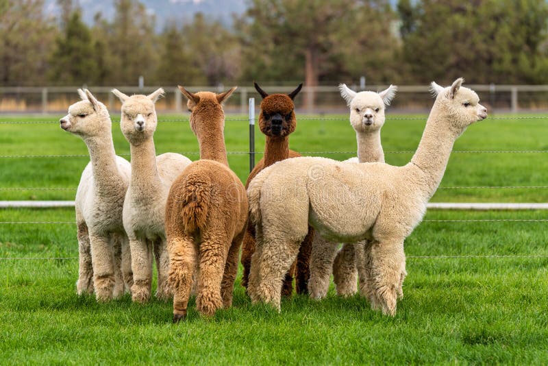 Alpacas on a Farm in Oregon Stock Image Image of dutchman, farm