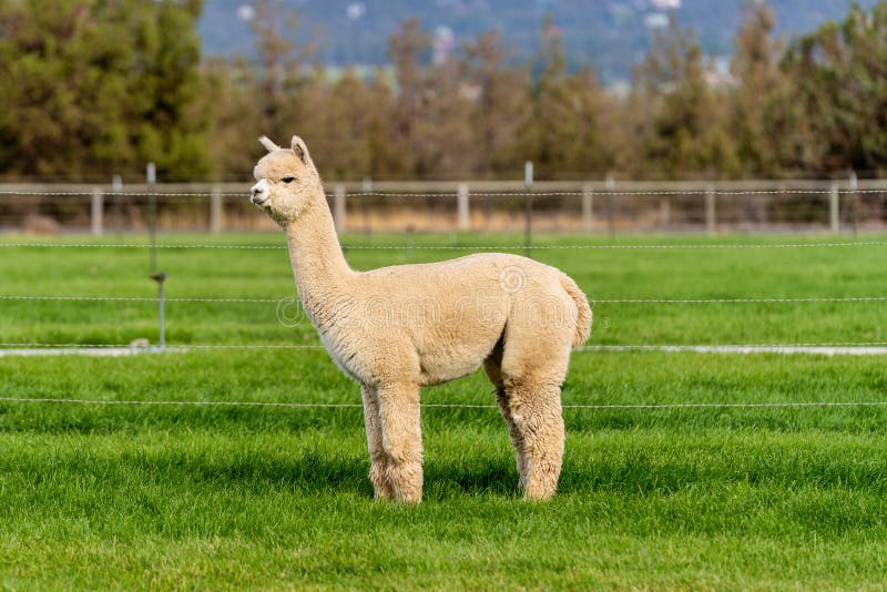 Alpacas on a Farm in Oregon Stock Image Image of ranch, crea 199283077