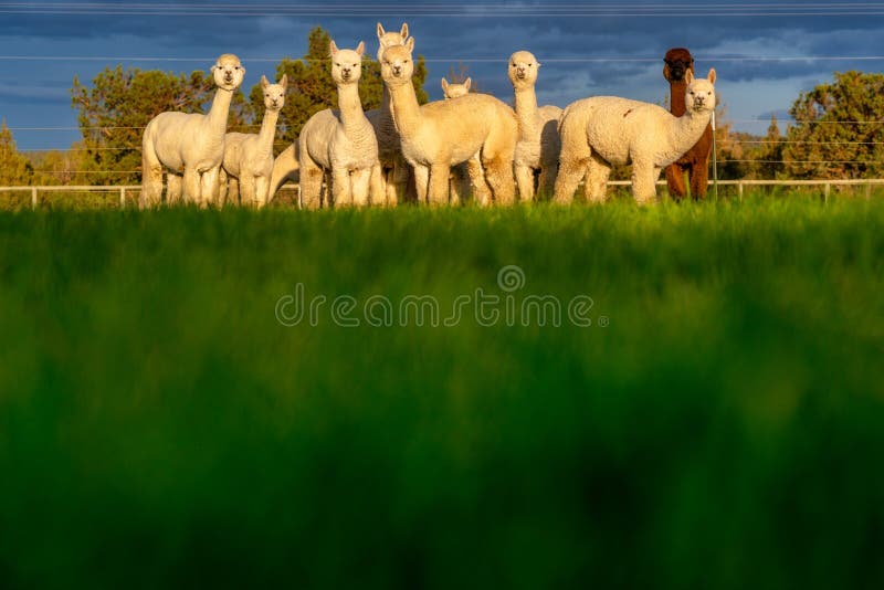 Alpacas on a Farm in Oregon Stock Image Image of muklashy, golden
