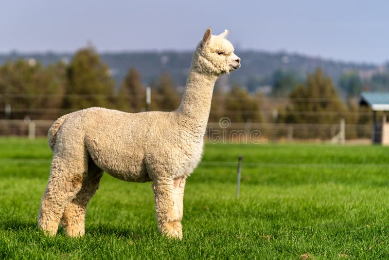 Alpacas on a Farm in Oregon Stock Image Image of bend, huacaya 199283195