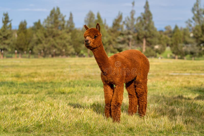 Alpacas on a Farm in Oregon Stock Image Image of barn, nature 199283261