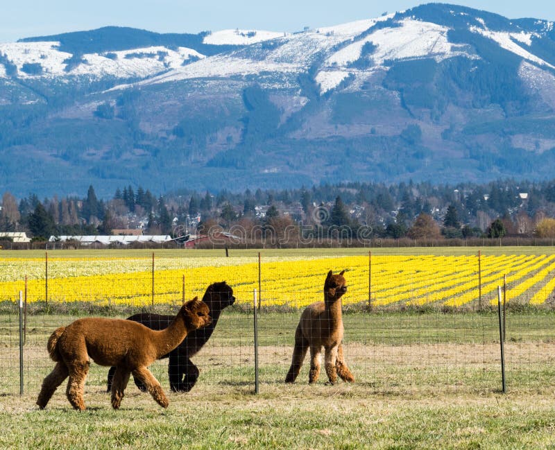 Alpacas on a Farm in Washington State Stock Image Image of festival