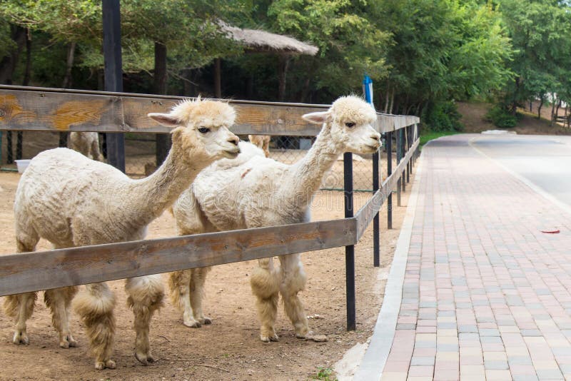 Alpacas