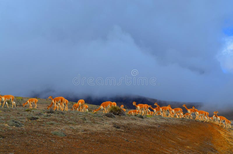 Alpacas no vulcão de Chimborazo, Equador Alpacas no vulcão de Chimborazo, Equador