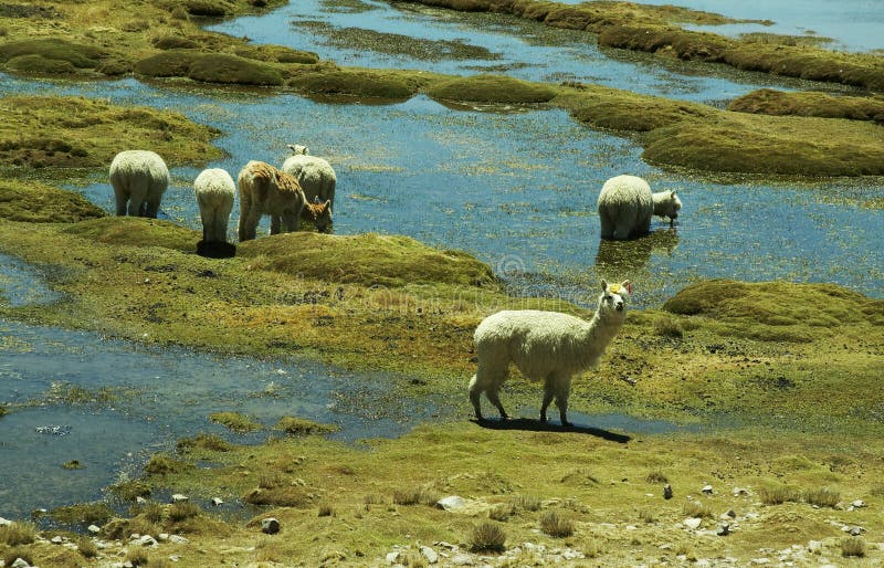 Alpacas pastorale