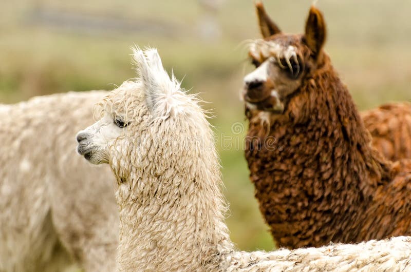 Alpacas stock photo. Image of muzzle, peru, inquisitively 43015364