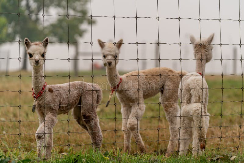 Alpacas on a Farm in Oregon Stock Photo Image of nazareth, design