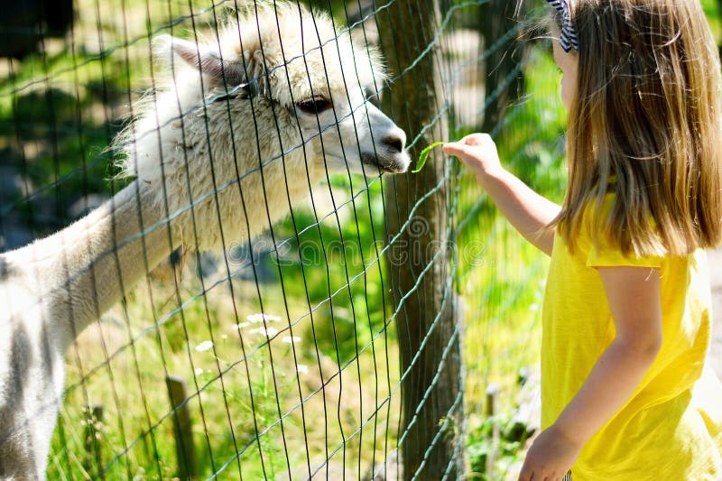 Adorable little girl feeding alpaca at the zoo. Adorable little girl feeding alpaca at the zoo