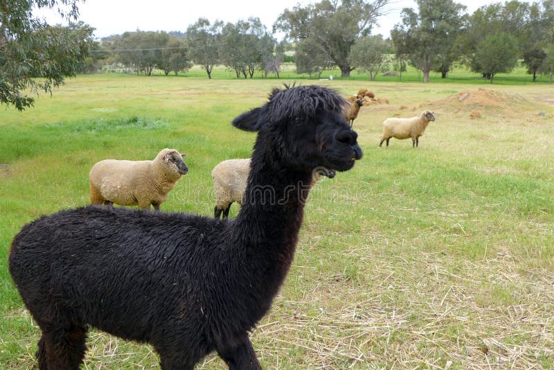 Alpaga dans le séjour de ferme d'Australie image stock Alpaga dans le séjour de ferme d'Australie image stock