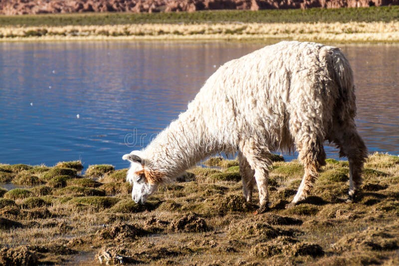 Alpaga de lama frôlant par un lac sur le Bolivien Altipla photo stock Alpaga de lama frôlant par un lac sur le Bolivien Altipla photo stock