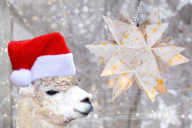 Alpaga del lama di concetto di Natale che indossa un cofano del Babbo Natale isolato su un fondo di natale bianco con le stelle fotografia stock libera da diritti Alpaga del lama di concetto di Natale che indossa un cofano del Babbo Natale isolato su un fondo di natale bianco con le stelle fotografia stock libera da diritti