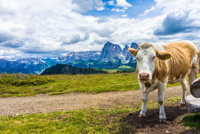 Alpe di Siusi, Seiser Alm con Sassolungo Langkofel Dolomite, vacca bruna e bianca in piedi su un prato coperto immagini stock