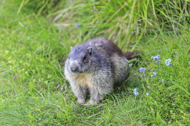Alpenmurmeltier Marmota Marmota lizenzfreie stockbilder Alpenmurmeltier Marmota Marmota lizenzfreie stockbilder