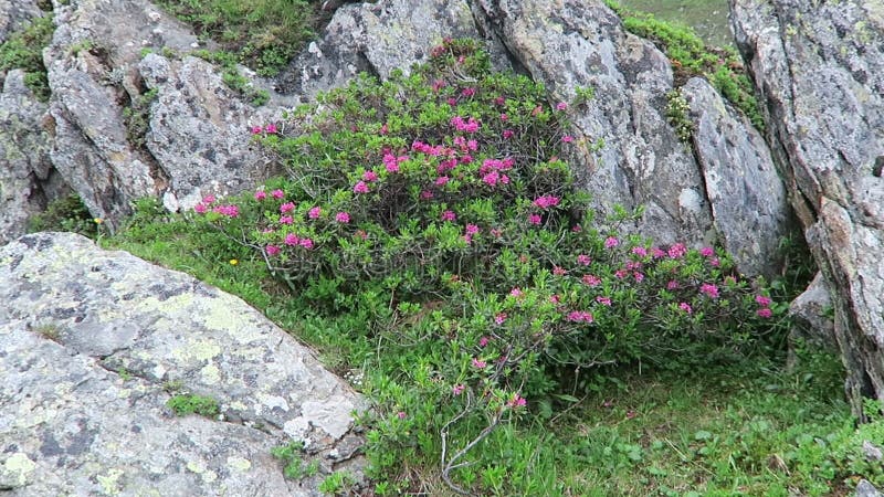 Alpenrose Blumen blühen. Rhododendronfamilie