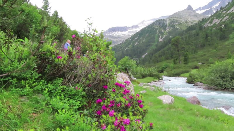 Alpenrose-Rhododendron ferrugineum in der Blüte an Schlegeis-Tal Tirol in Österreich