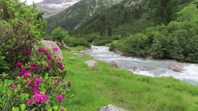 Alpenrose-Rhododendron ferrugineum in der Blüte an Schlegeis-Tal Tirol in Österreich