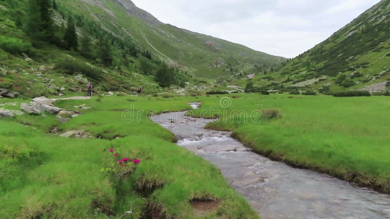 Alpenrose-Rhododendron ferrugineum in der Blüte an Schlegeis-Tal Tirol in Österreich